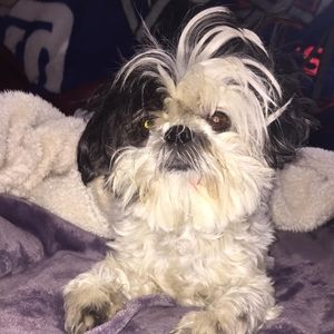 Meet your Posher, Thalia